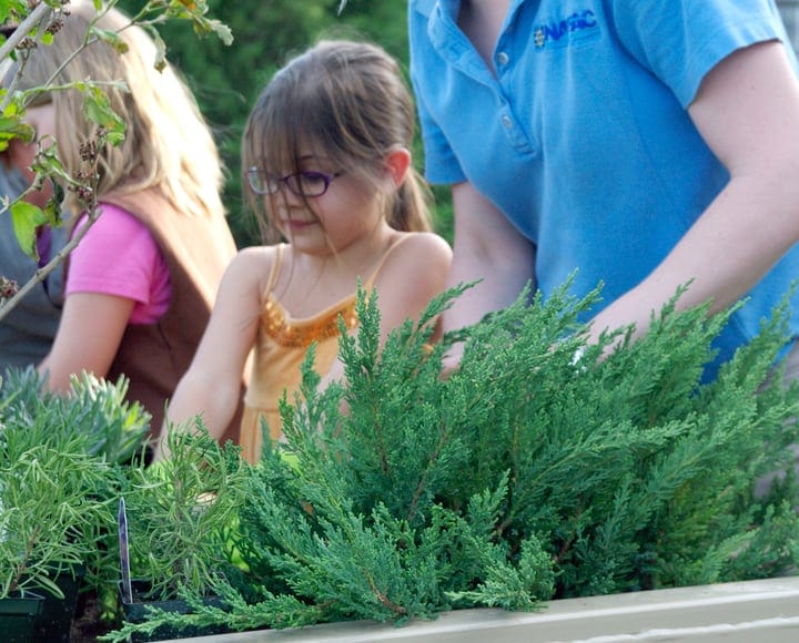 gardening in in spring