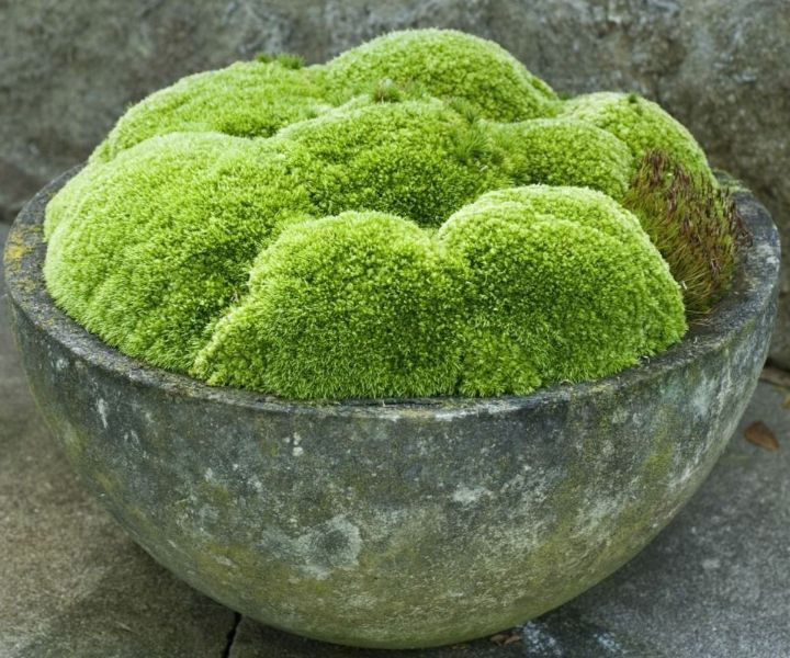 grow moss buttermilk