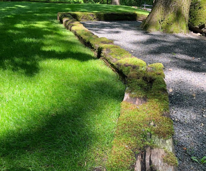 grow moss lawn