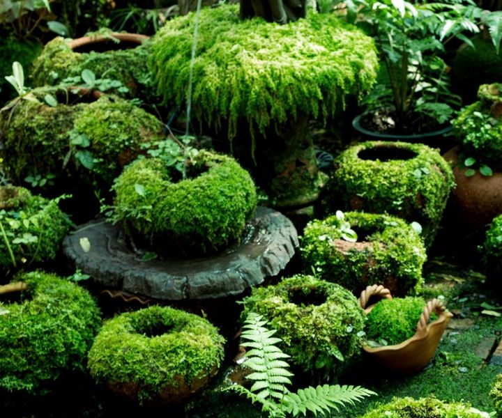 10 Types Of Moss For Your Garden • Insteading