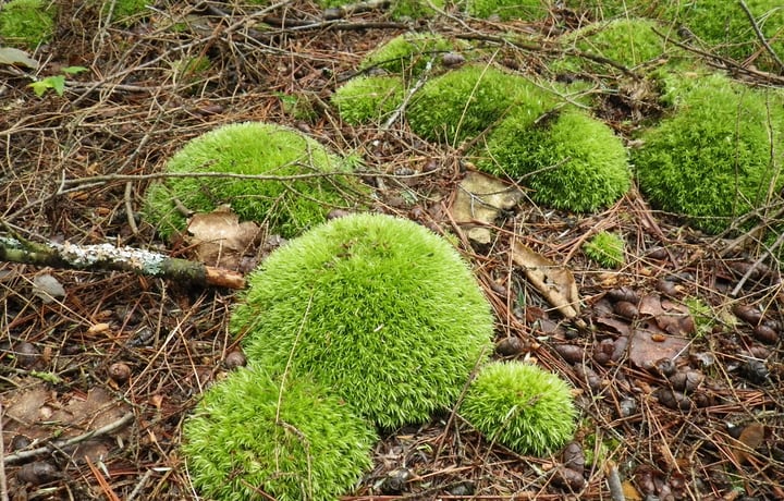 growing moss in the garden