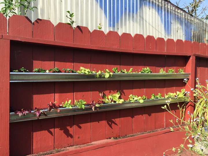 gutter plant wall garden