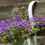 hanging pots