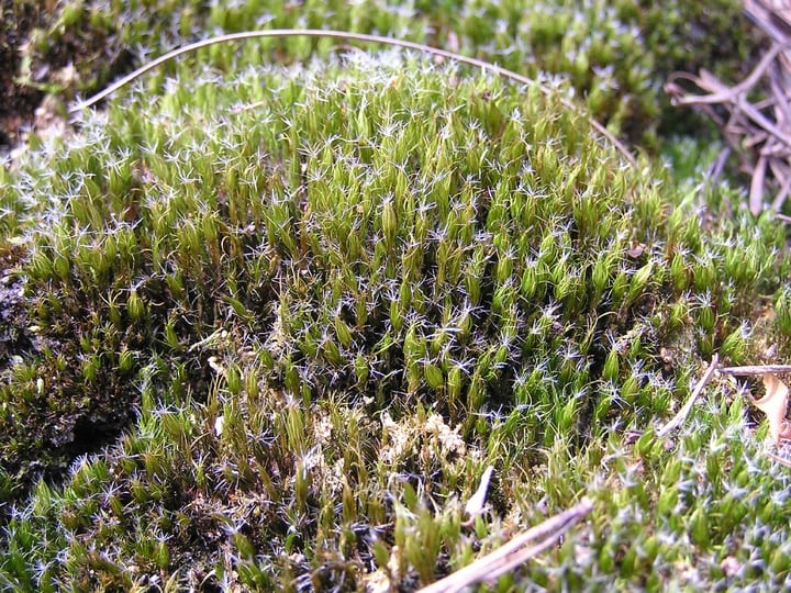 heath star moss campylopus introflexus