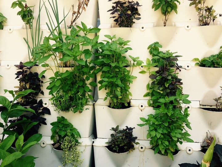 herb hydroponic garden