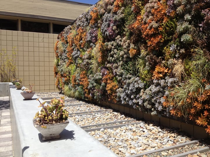 huge backyard succulent wall garden