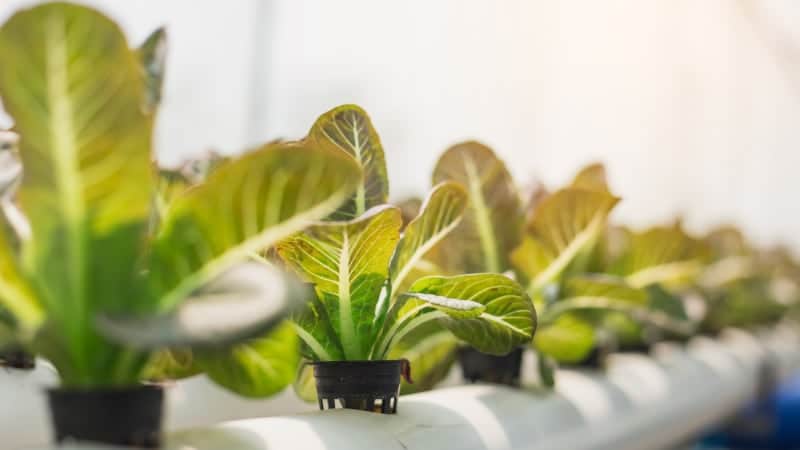 hydroponics lettuce example no soil