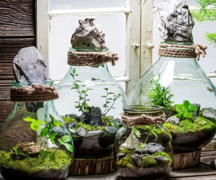 indoor moss gardening