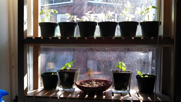 indoor windowsill vegetable garden