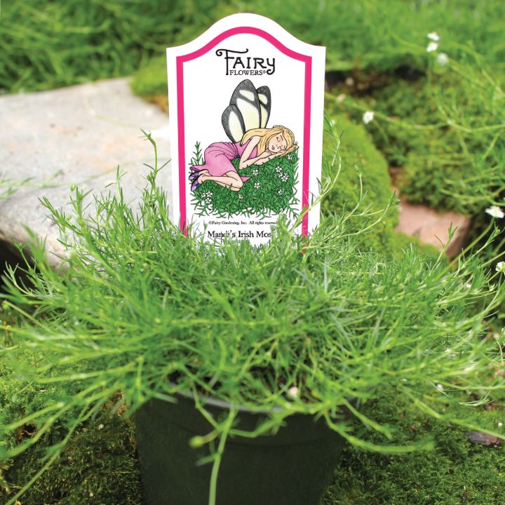 irish moss gardening