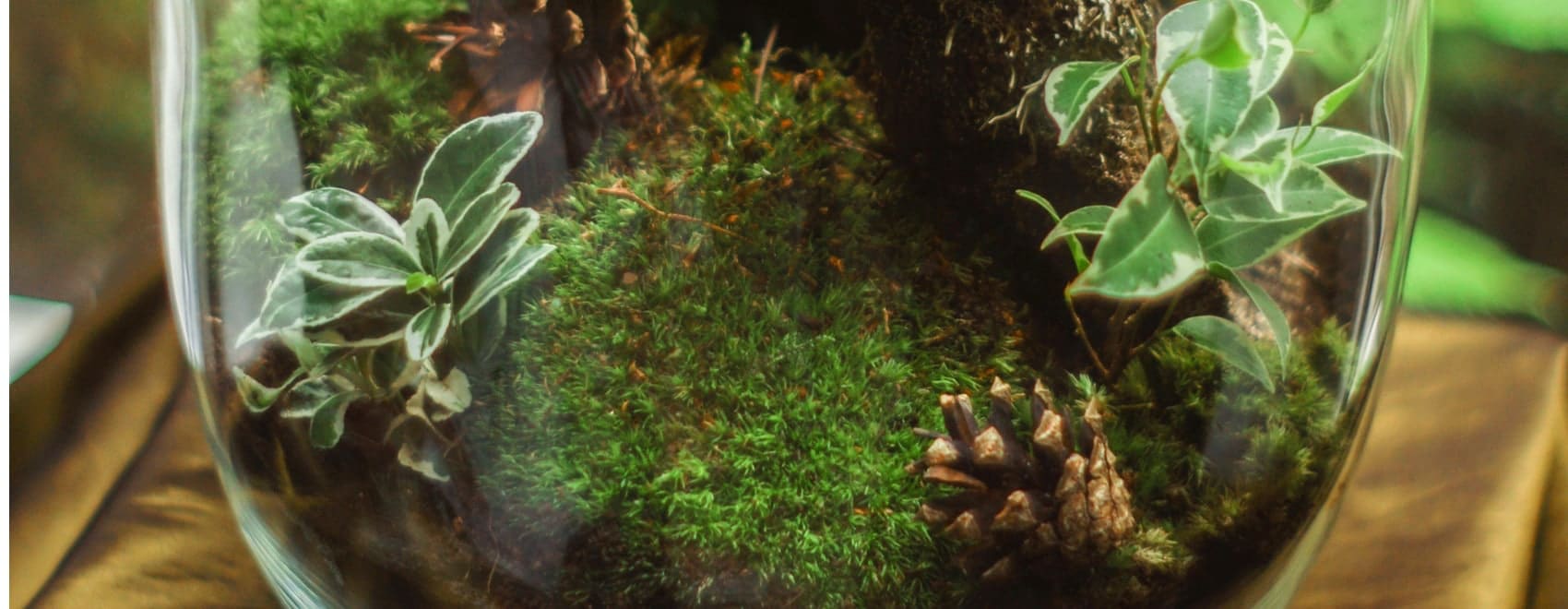 Jarrarium Beginner's Guide with the 7 Best Jarrarium Kits