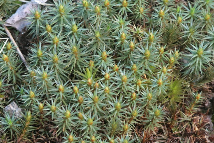 juniper moss polytrichum juniperinum