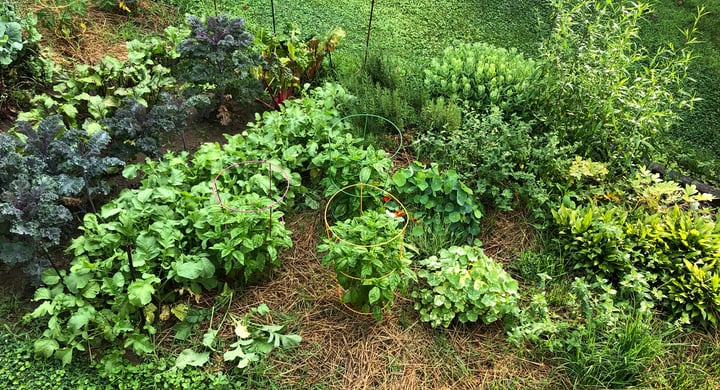 late spring vegetable garden