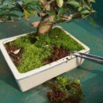 making a mini moss garden