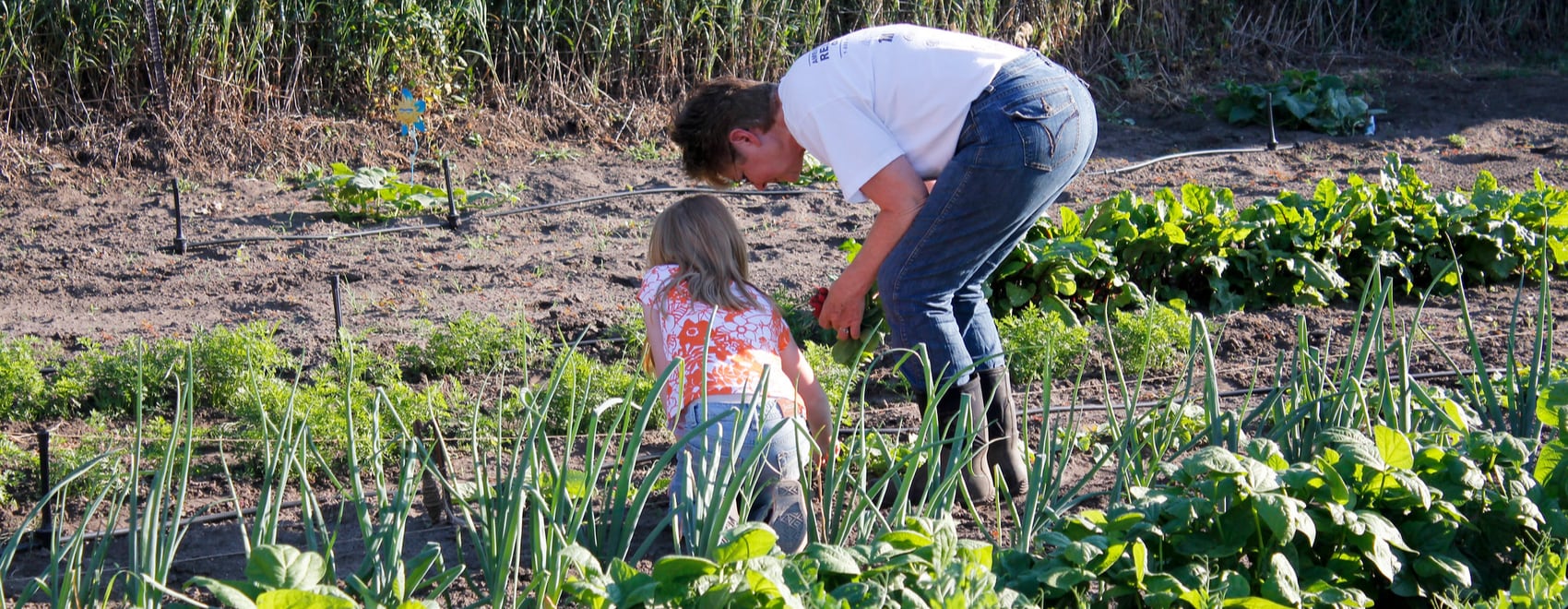 37 Best Gardening sites & Blogs to a Garden Expert