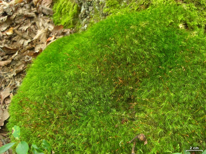 mood moss dicranum scoparium