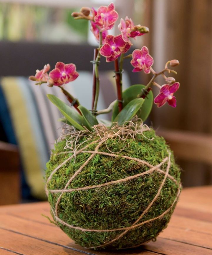 moss ball gardening