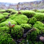 moss gardening