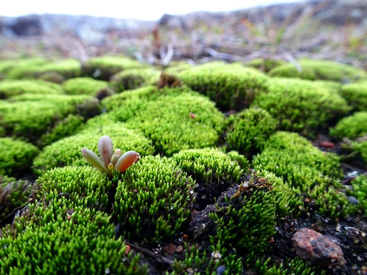 15 Great Moss Gardening Ideas & Easy Moss Garden Guide