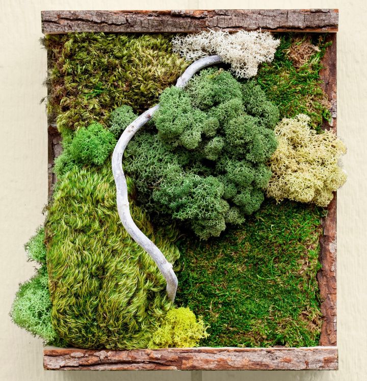 moss grow kit