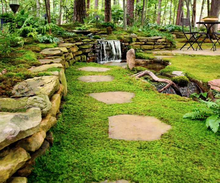 moss grow on rocks