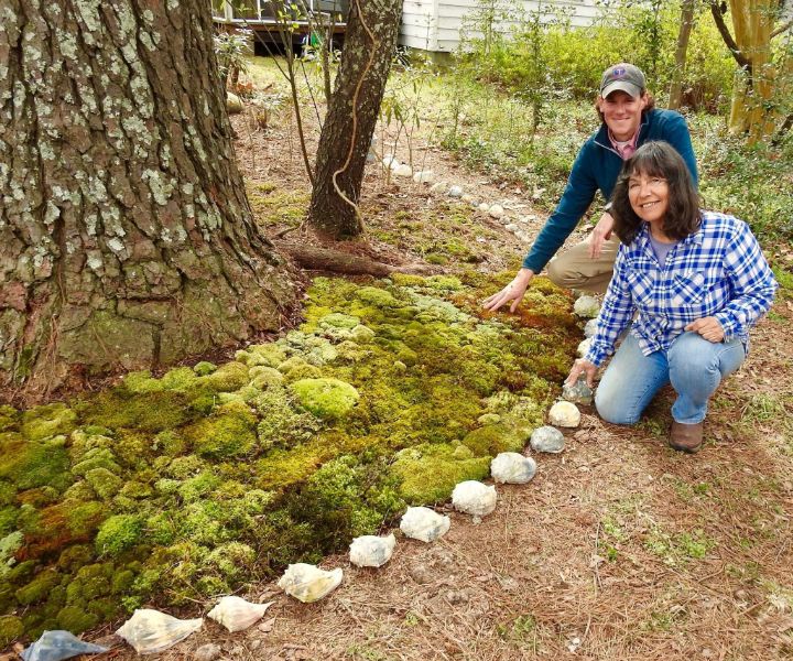 moss grow on trees