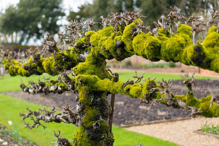 moss growing on a tree