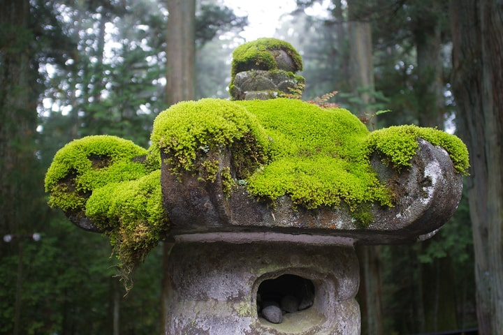 moss growing on statue