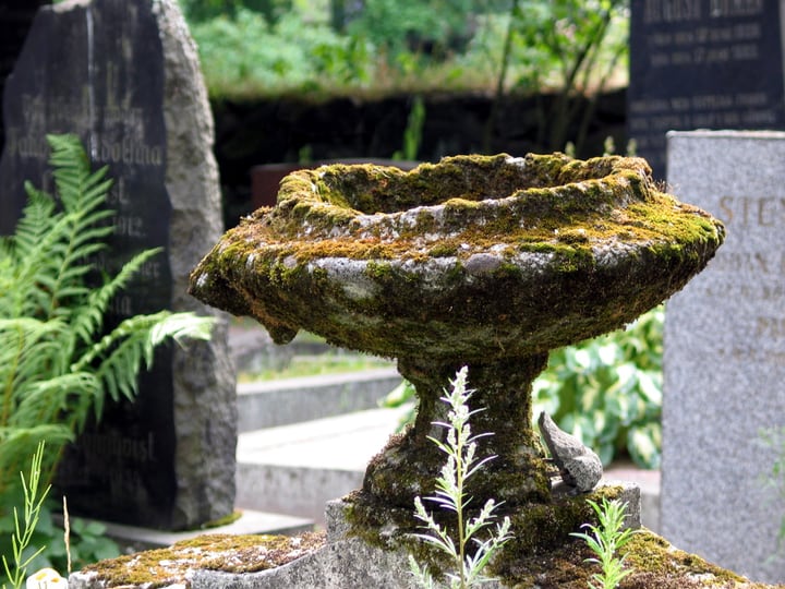 moss growing on stone