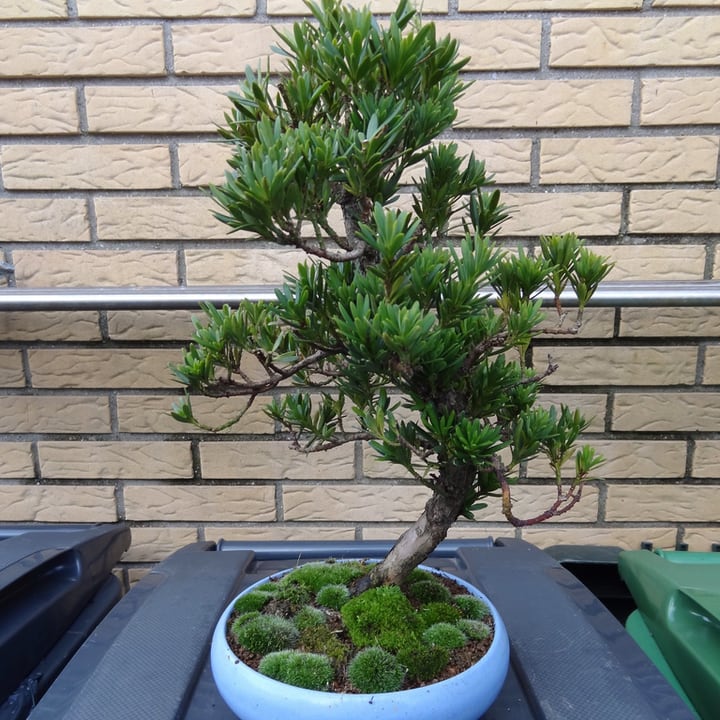 moss on potted plantyjpg