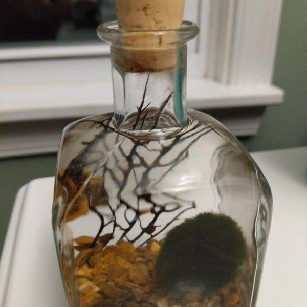 Jarrarium Beginner's Guide with the 7 Best Jarrarium Kits