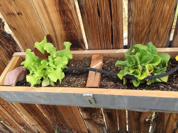 outdoor lettuce wall garden