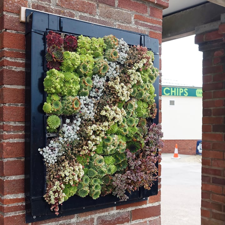 outdoor succulent wall garden