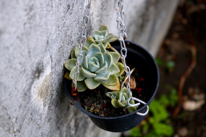 outdoor wall garden with hanging succulent pot