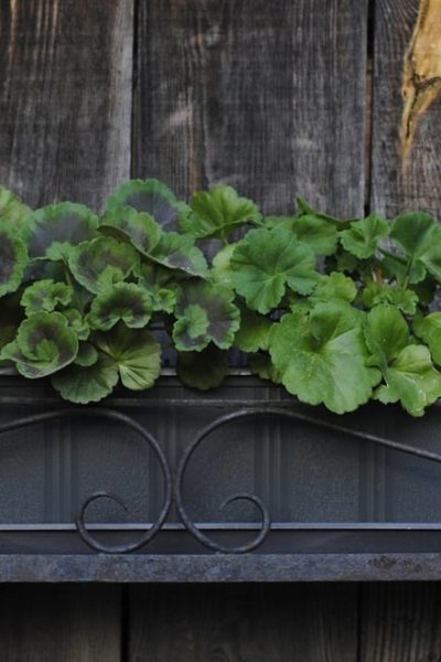 outdoor wooden wall garden