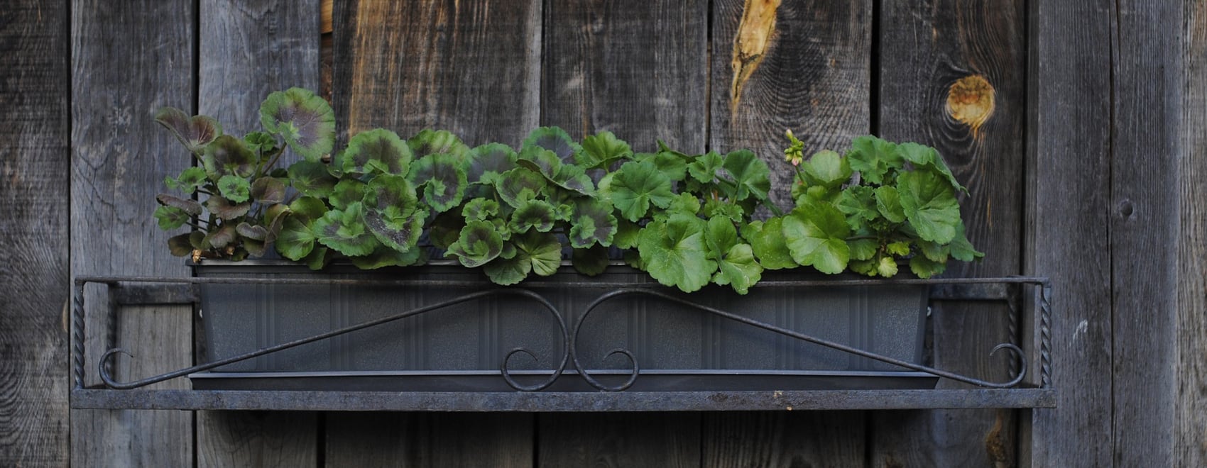 55 Wonderful Wall Gardens Ideas & Wall Garden Designs [2021]