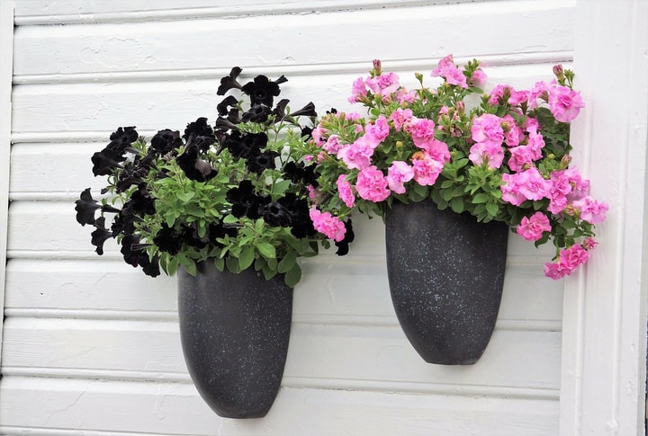 petunia wall garden