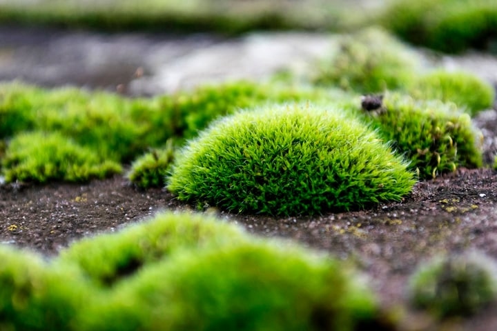 pincushion moss luecobryum glaucum