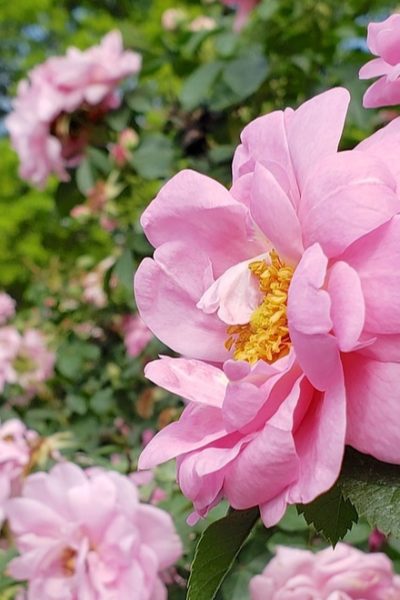 pink rose garden