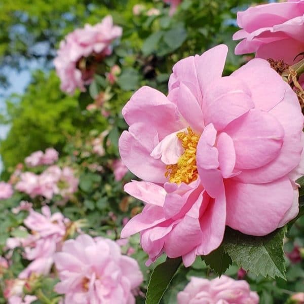 pink rose garden