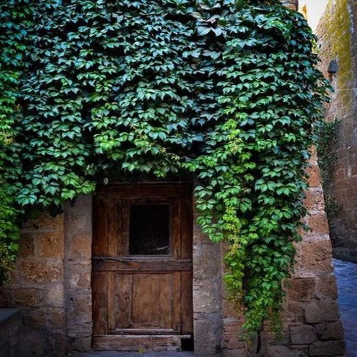 plant wall apartment