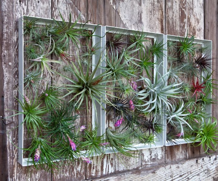 plant wall feature