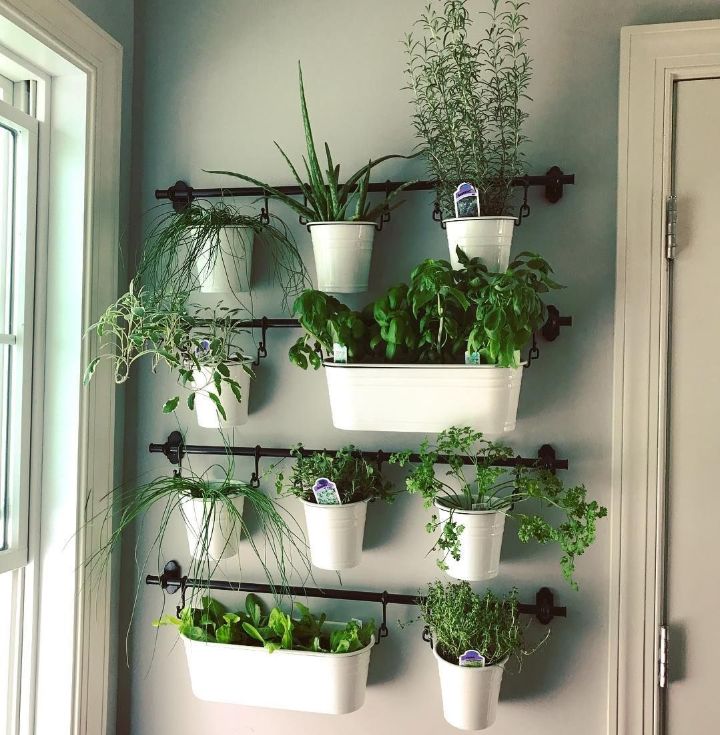 plant wall garden