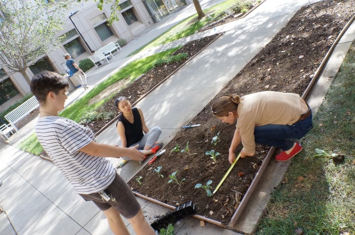 planting seedlings