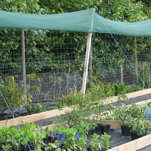 plants under shade cloth