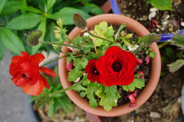 potted indoor rose garden