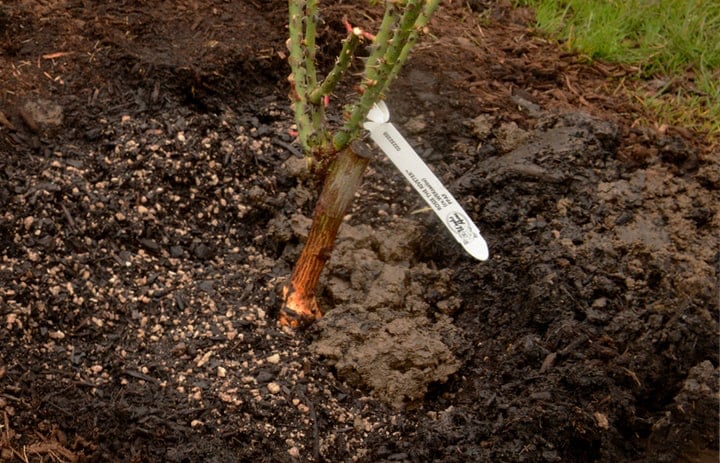 preparing the soil for planting roses