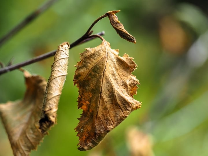 removing dried leaves from rose plants