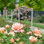 rose garden in a sunny spot