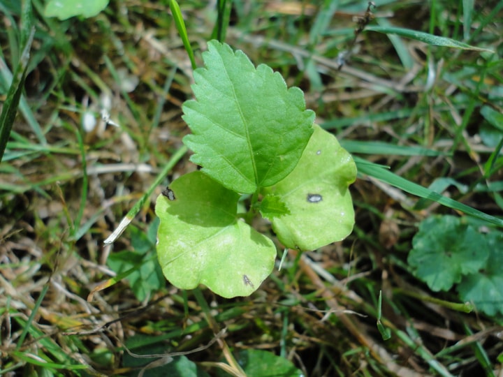 rose seedling